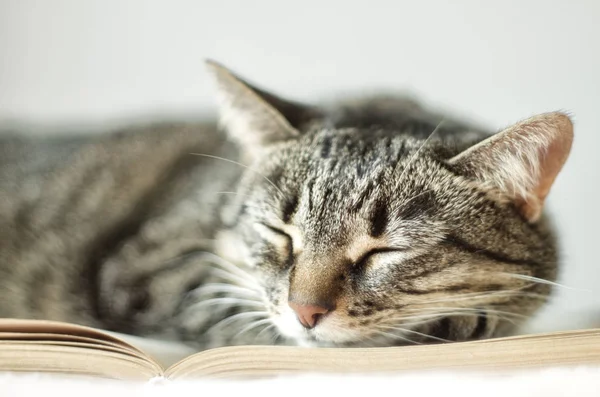 Gato listrado dormindo com livro — Fotografia de Stock