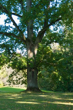 antik bilge, katı, eski meşe ormanı