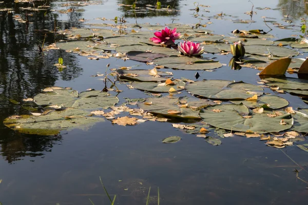 Lirios de agua rosa brillante flotan en el estanque — Foto de Stock