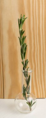 masada organik yeşil biberiye