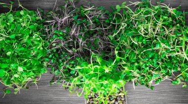 yeşil çim lahanası, roka, kırmızı lahana, turp karışımı