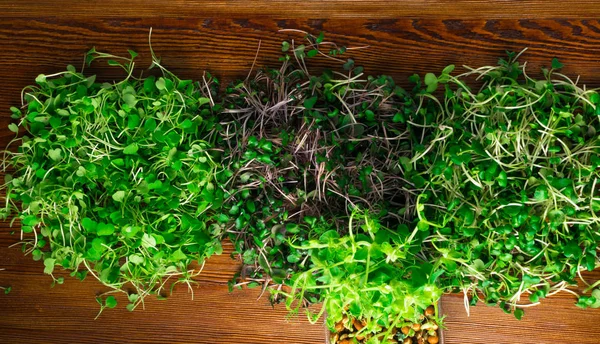 Mix Van Groen Gras Spruiten Rucola Rode Kool Radijs — Stockfoto