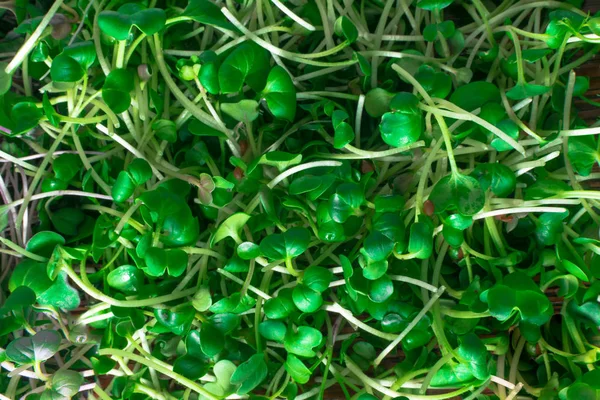 Micro Salad Sprouts Radish Arugula — Stock Photo, Image