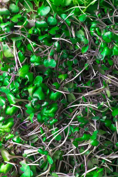 Bio Micro Salade Van Rode Kool Sprots Houten Achtergrond — Stockfoto