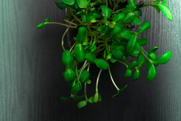 organic pea tendrils isolated in black background