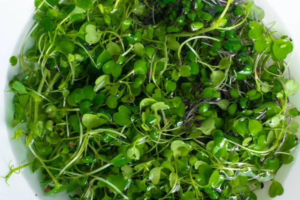 Micro salat spruiten van radijs en rucola — Stockfoto