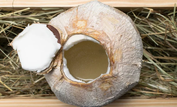 Noix de coco au lait de coco dans le foin — Photo