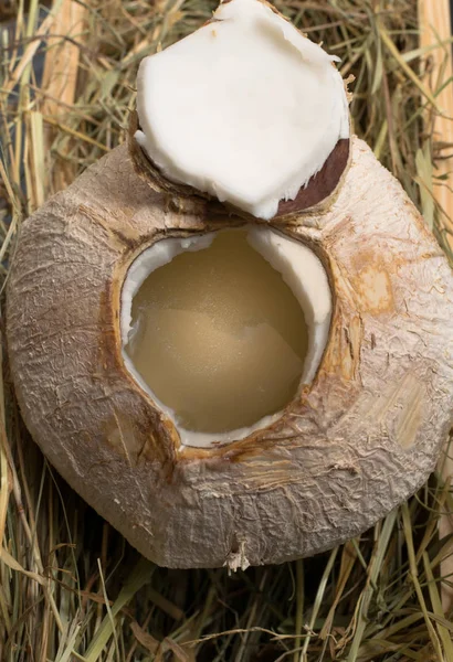 Noix de coco au lait de coco dans le foin — Photo