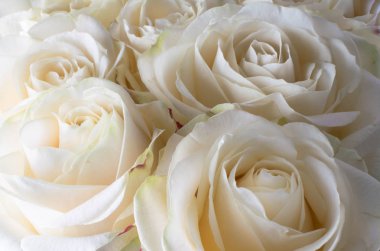 Beyaz narin ve güzel gül, yumuşak odak. Kadın tatil. 8 Mart. Kutlama. Bir kadın için Hediyelik.