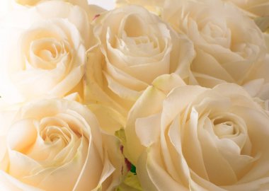 Beyaz narin ve güzel gül, yumuşak odak. Kadın tatil. 8 Mart. Kutlama. Bir kadın için Hediyelik.