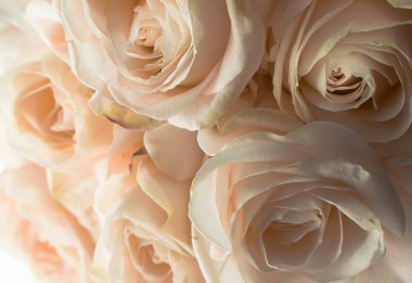 Beyaz narin ve güzel gül, yumuşak odak. Kadın tatil. 8 Mart. Kutlama. Bir kadın için Hediyelik.