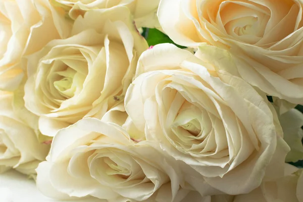 Beyaz narin ve güzel narin güller, yumuşak odak. Kadınlar bayramı. 8 Mart. Kutlama. Hediye — Stok fotoğraf