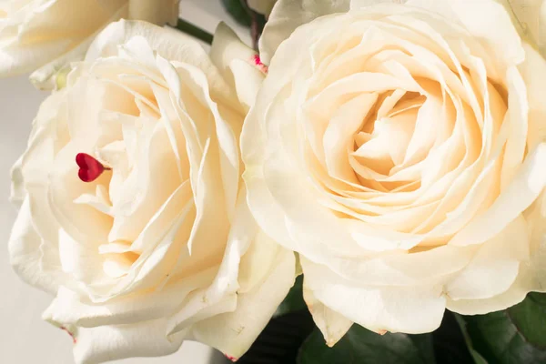 Branco delicado e belas rosas macias, foco suave. Férias femininas. 8 de Março. Celebração. Presente — Fotografia de Stock