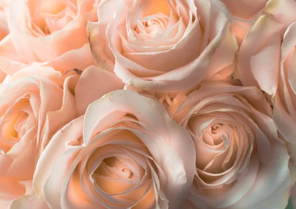 İhale gül. Güzel güller. Romantik. — Stok fotoğraf