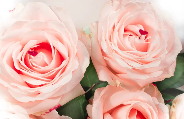 Tendr Rosas Delicadas Bonitas Foco Suave Férias Femininas Março Celebração — Fotografia de Stock