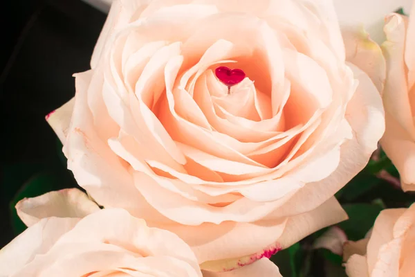 Tendr Rosas Delicadas Bonitas Foco Suave Férias Femininas Março Celebração — Fotografia de Stock