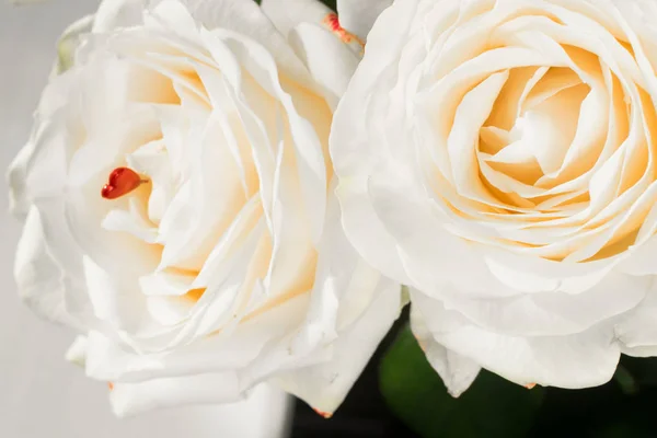 Delicadas Hermosas Rosas Con Decoración Corazones Rojos Foco Suave Vacaciones — Foto de Stock