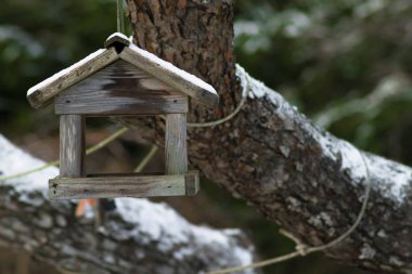 Kışın kuş yuvası