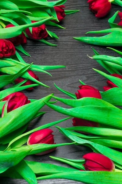 Mooie Frisse Lente Tulip Donkere Achtergrond — Gratis stockfoto