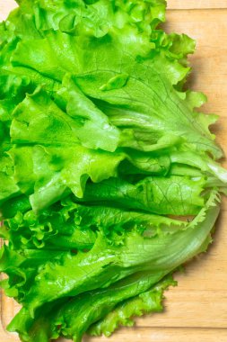 Taze organik letucce kafaları yığını. Taze kesilmiş yeşil salata yığını hasat tahta masada bırakır. Temiz kavramı yeme. Sağlıklı vejeteryan diyet yiyecek. Arka plan, yakın çekim, görünümü ana sayfa.