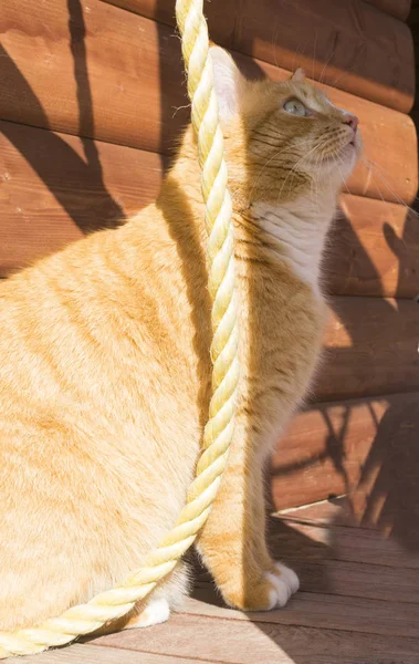 Adorable Gato Rojo Gordo Descansando Una Casa Madera Con Cuerda —  Fotos de Stock