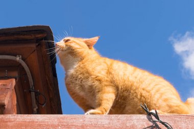 güneşli bir günde çatıda oturan kırmızı şişman kedi, mavi gökyüzü arka plan