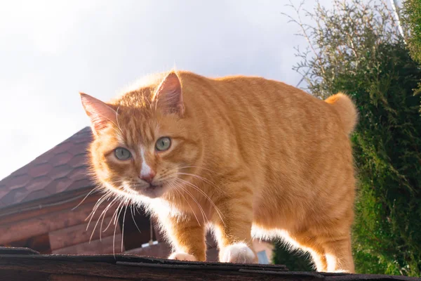 红色肥猫坐在屋顶在阳光明媚的日子，蓝天 — 图库照片