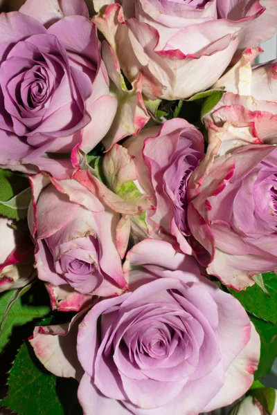 purple roses with green leaf. Purple roses in a wedding arrangement. close-up. festive bouquet