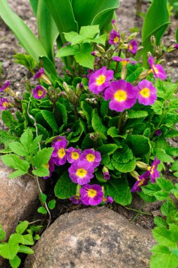 Çiçekli pembe Primula campanula'lar Primula Vulgaris. Parlak pembe çok yıllık çuha çiçeği veya primula bahar bahçe. Güzel renkler çuha çiçeği, primula polyanthus. İlkbaharda mor campanula'lar.
