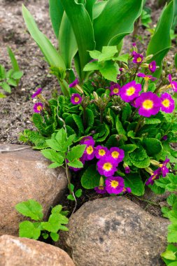 Çiçekli pembe Primula campanula'lar Primula Vulgaris. Parlak pembe çok yıllık çuha çiçeği veya primula bahar bahçe. Güzel renkler çuha çiçeği, primula polyanthus. İlkbaharda mor campanula'lar. Mor primula arka plan