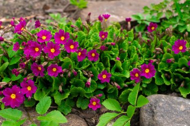 Çiçekli pembe Primula campanula'lar Primula Vulgaris. Parlak pembe çok yıllık çuha çiçeği veya primula bahar bahçe. Güzel renkler çuha çiçeği, primula polyanthus. İlkbaharda mor campanula'lar.