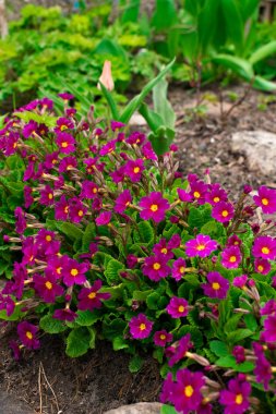 Çiçekli pembe Primula campanula'lar Primula Vulgaris. Parlak pembe çok yıllık çuha çiçeği veya primula bahar bahçe. Güzel renkler çuha çiçeği, primula polyanthus. İlkbaharda mor campanula'lar.