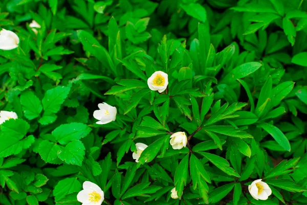 Cukup kecil bunga putih dan daun hijau. oxalis — Foto Stok Gratis