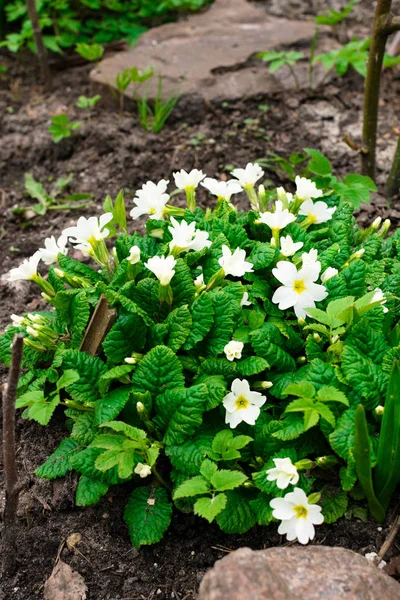 Vackra små vita blommor och gröna blad. oxalväxter — Stockfoto