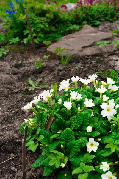 Hübsche kleine weiße Blüten und grünes Blatt. oxalis — Stockfoto