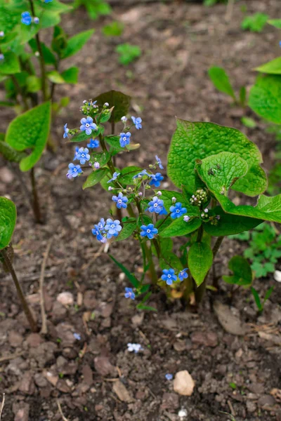 Unut beni, küçük mavi çiçekler ve yeşil yapraklar, çiçek arka plan — Stok fotoğraf