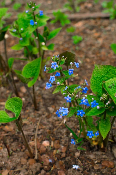 Ξεχάστε με, μικρά μπλε λουλούδια και πράσινα φύλλα, λουλούδι φόντο — Φωτογραφία Αρχείου