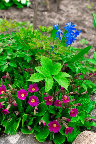 Blühende rosa Primeln Primeln primula vulgaris mit schönen blauen kleinen Blüten scilla leuchtend rosa mehrjährige Primeln oder Primeln im Frühlingsgarten. die schönen Farben Primel, Primel Polyant — Stockfoto