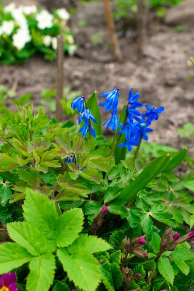 Blühende rosa Primeln mit schöner blauer kleiner Blütenscilla im Frühlingsgarten. — Stockfoto