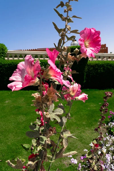 Schöne rosa Gladiolenblüte isoliert an sonnigen Tagen, blauem Himmel, grünem Gras — Stockfoto