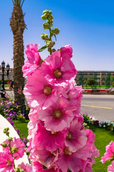 Güneşli bir gün, mavi gökyüzü, yeşil çim izole güzel pembe Glayöl çiçek — Stok fotoğraf