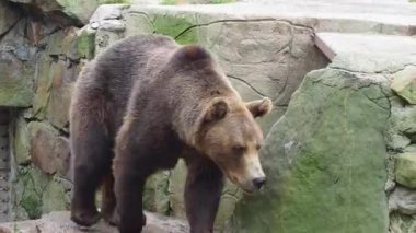 Etrafta yürüyen güzel kahverengi ayılar. Doğada tehlikeli bir hayvan.