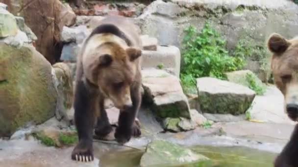 Όμορφες καφέ αρκούδες περπατούν τριγύρω. Επικίνδυνο ζώο στη φύση — Αρχείο Βίντεο