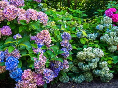 Renkli ortanca akıntıları, Ortanca çiçekleri