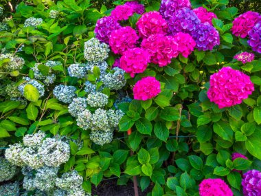 Renkli ortanca akıntıları, Ortanca çiçekleri