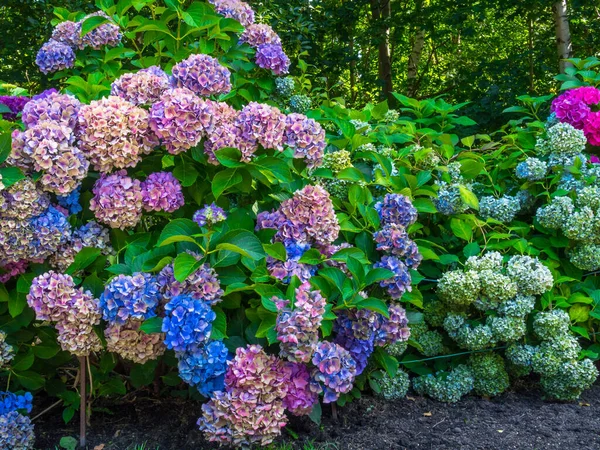 Beautiful Flowers hydrangea in park, colorful, Pink and purple hydrangeas. Breathe in aroma of spring, Postcard