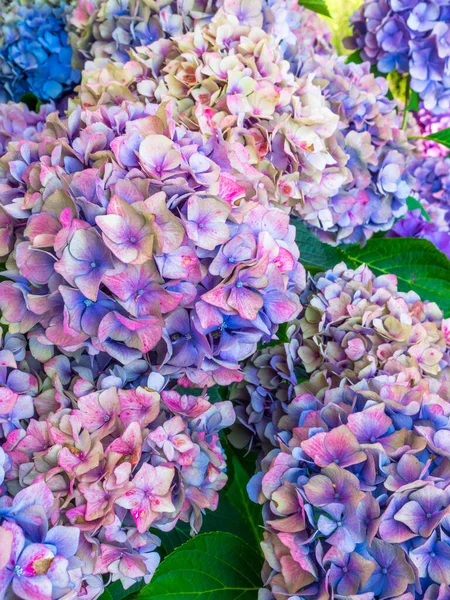 Schöne bunte Hortensien, selektiver Fokus. Schönheit in der Natur. Hortensie macrophylla, selektiver Fokus — Stockfoto