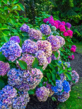 Güzel Renkli Ortanca, seçici odaklanma. Doğada güzellik. Ortanca macrophylla