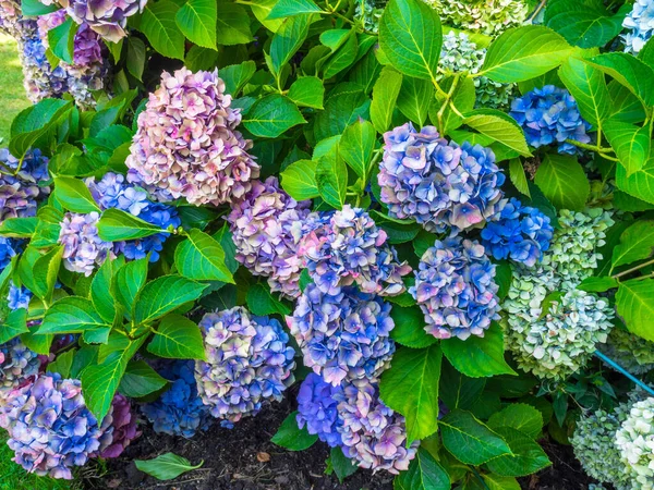 Beautiful Flowers hydrangea in park, colorful, Pink and purple hydrangeas. Breathe in aroma of spring, Postcard