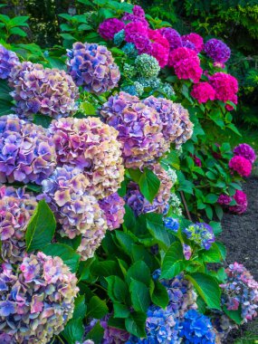 Güzel Renkli Ortanca, seçici odaklanma. Doğada güzellik. Ortanca macrophylla